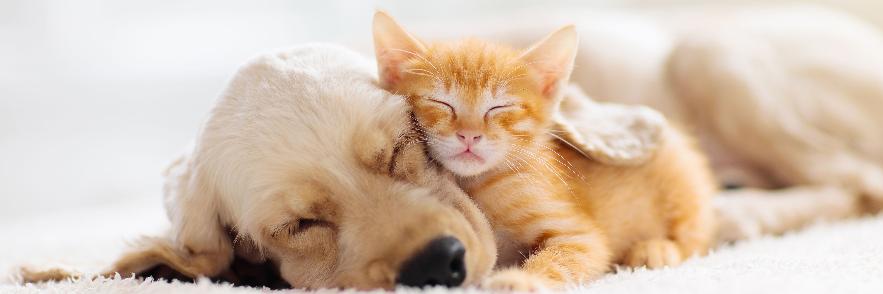 Puppy laying with kitten
