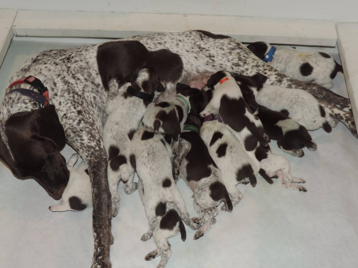 Priya's first litter