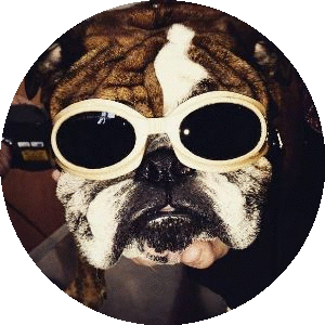 Dog in goggles