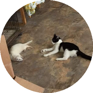 Cats Playing Cats Playing
