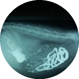 X-ray X-ray