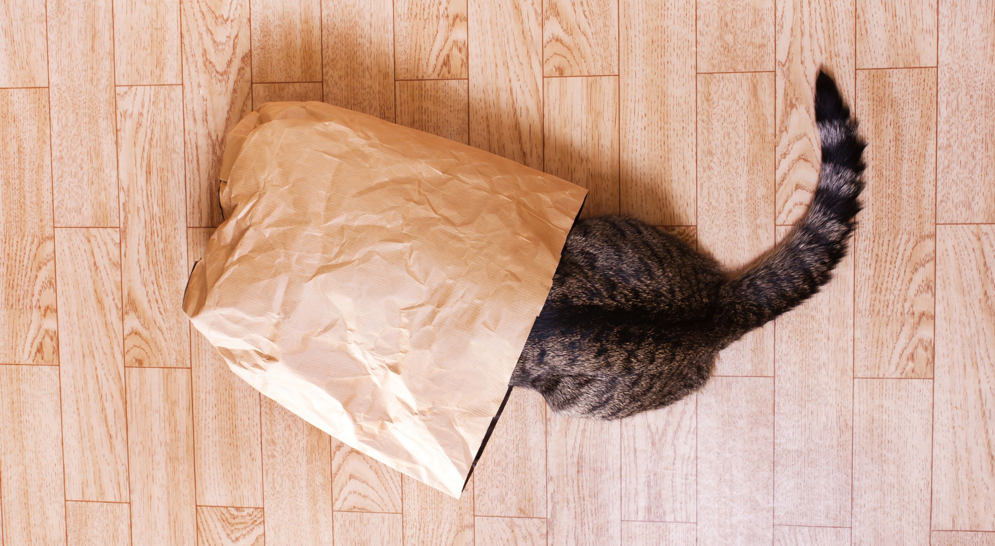 Cat playing in paper bag