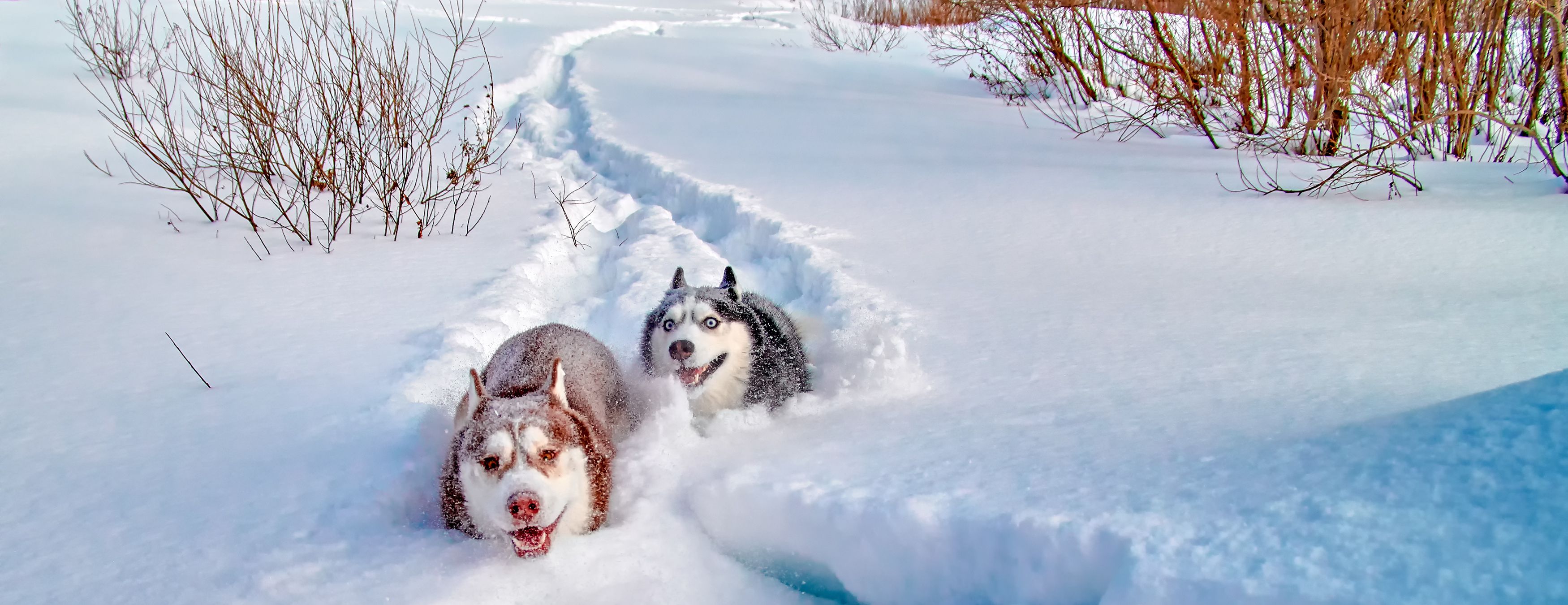 2 Huskies running in snow