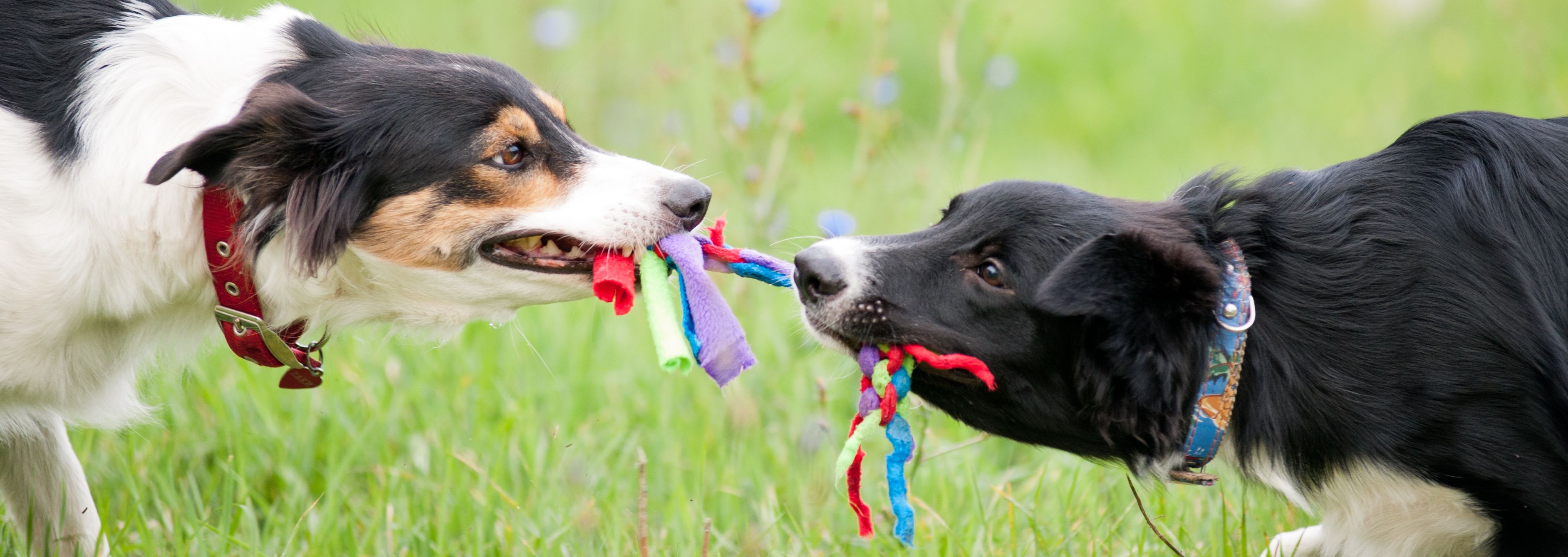 2 dogs playing tug of war