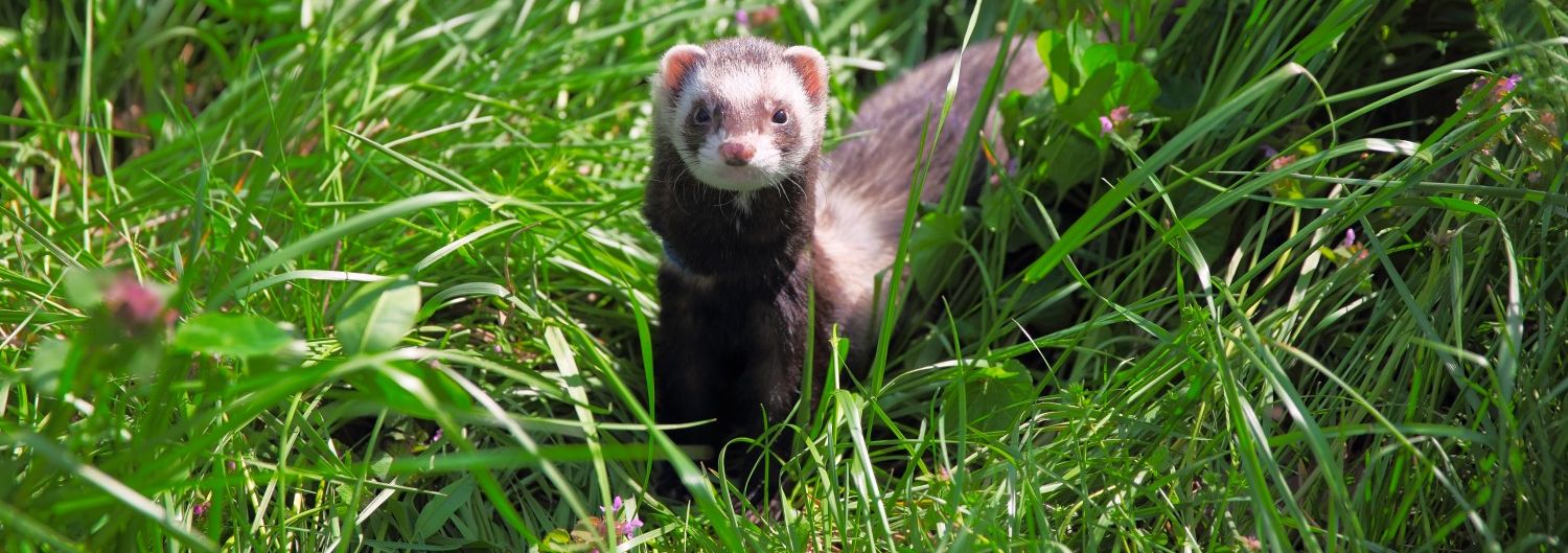 ferret